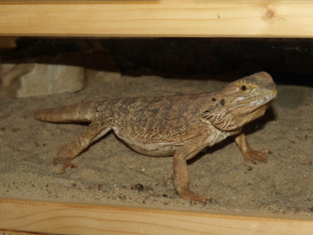 Bartagamenweibchen abzugeben - Bartagame - Gackenbach