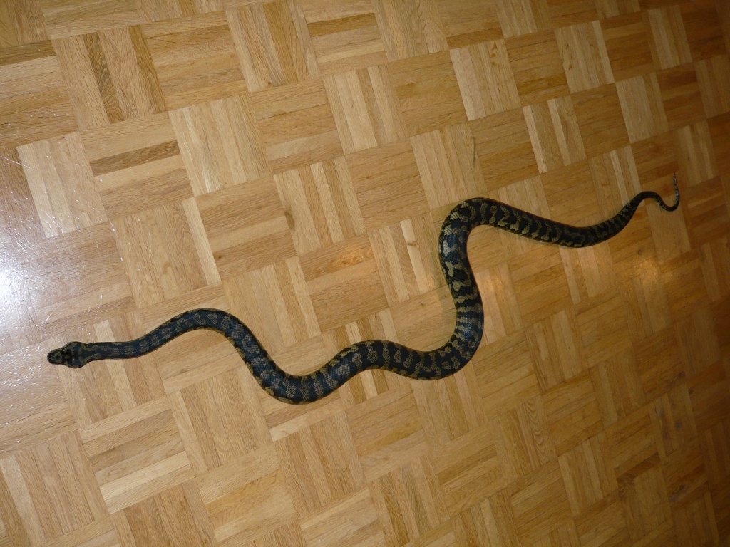 1.1 Morelia spilota cheynei von 2021 Teppichpython - Schlangen - Tecklenburg