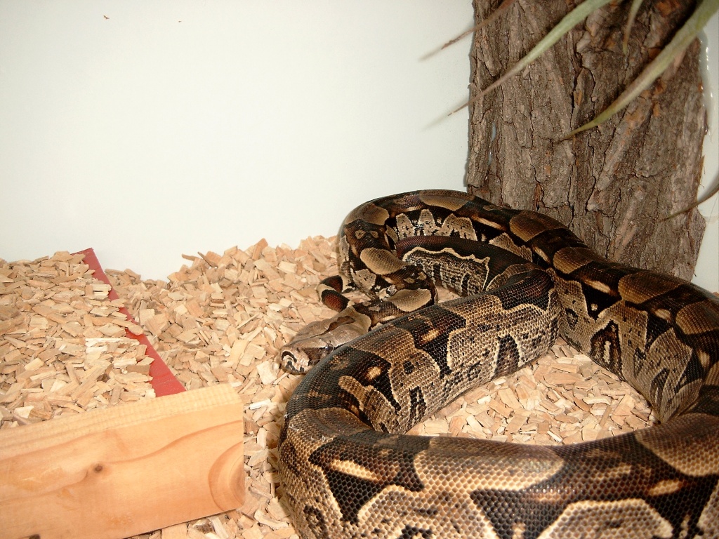 Boa Constrictor - Schlangen - München