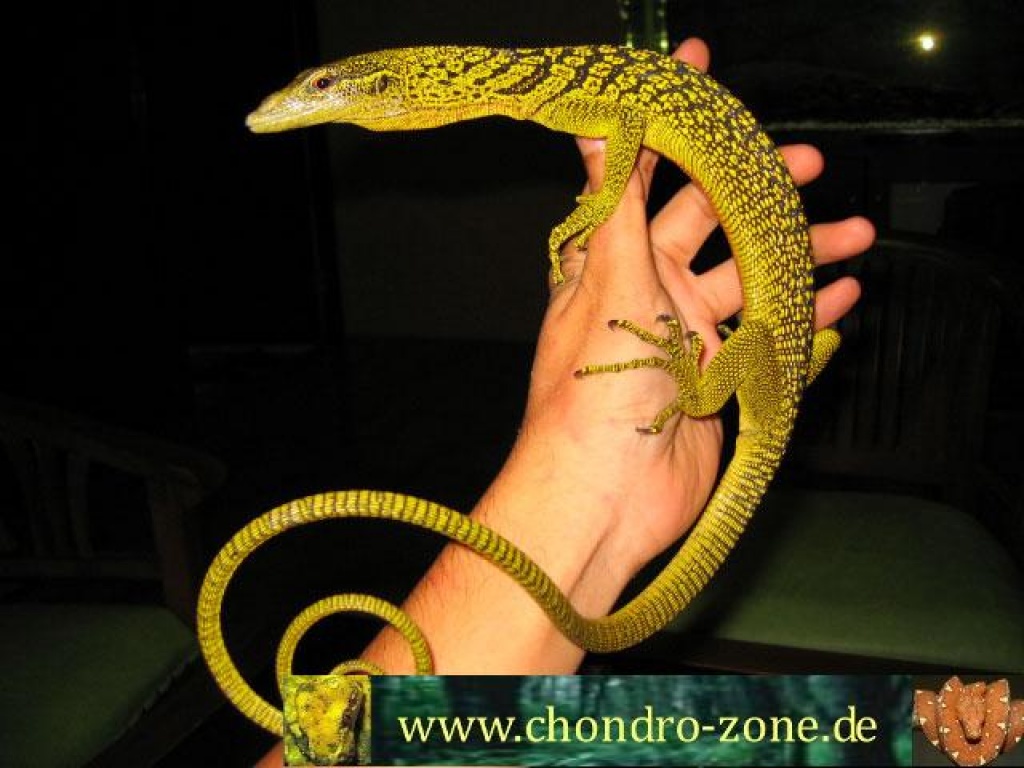 Varanus,prasinus,bohmei,salvadori.... - Warane - thüringen