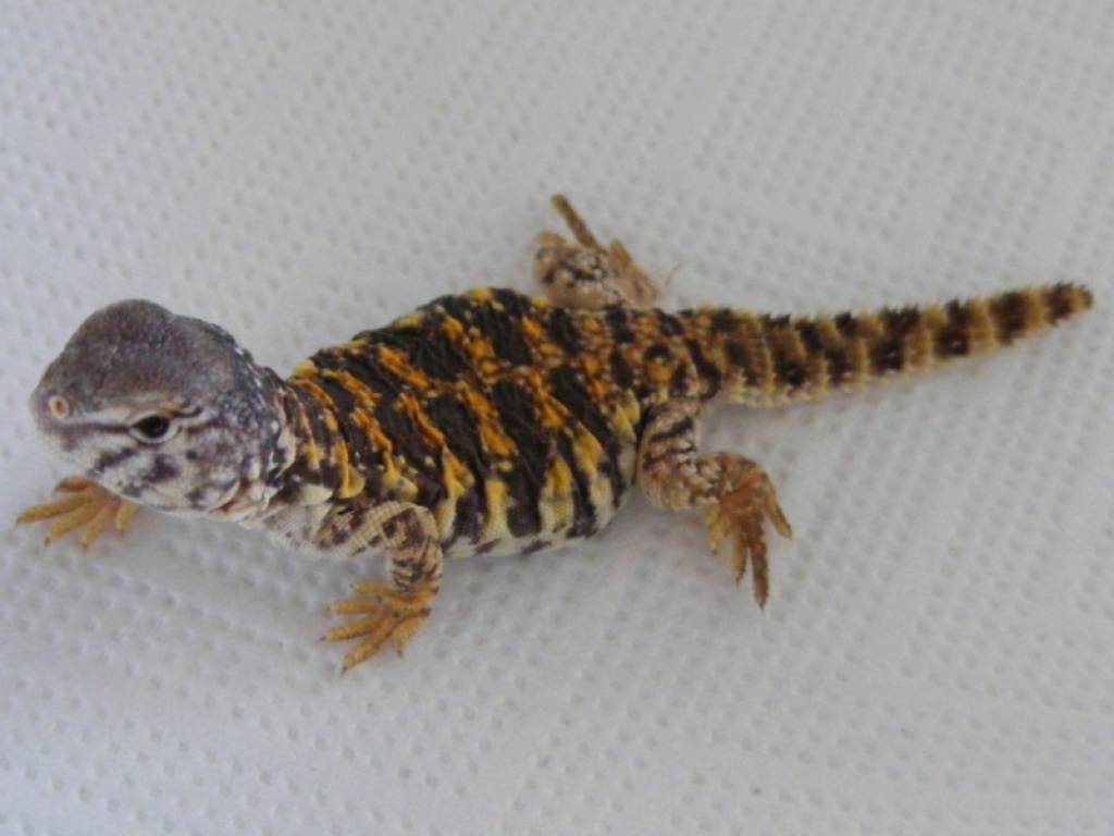 Uromastyx geyri Nachzuchten 08/09 abzugeben - Echsen - Mülheim Kärlich