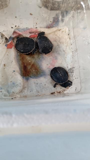 Wasserschildkrötennachwuchs zu verkaufen - Schildkroeten - Bad Salzuflen