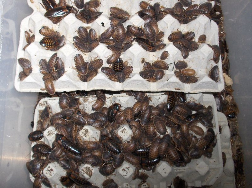 Argent. waldschaben aus hobbyzucht abzugeben - Futtertiere - Erfurt