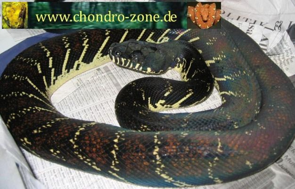 Morelia boeleni,Morelia viridis ,Warane etc. - Schlangen - Erfurt