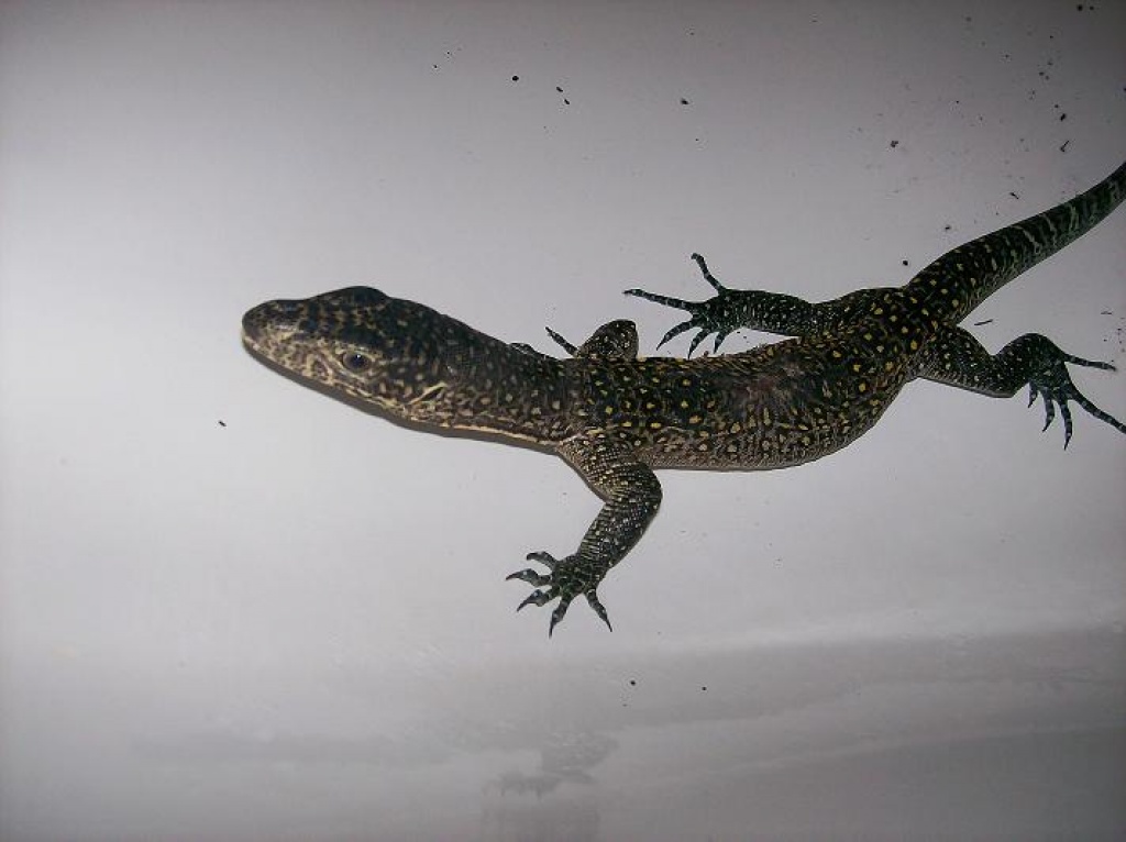 Varanus Doreanus - Sonstige Reptilien - Darmstadt