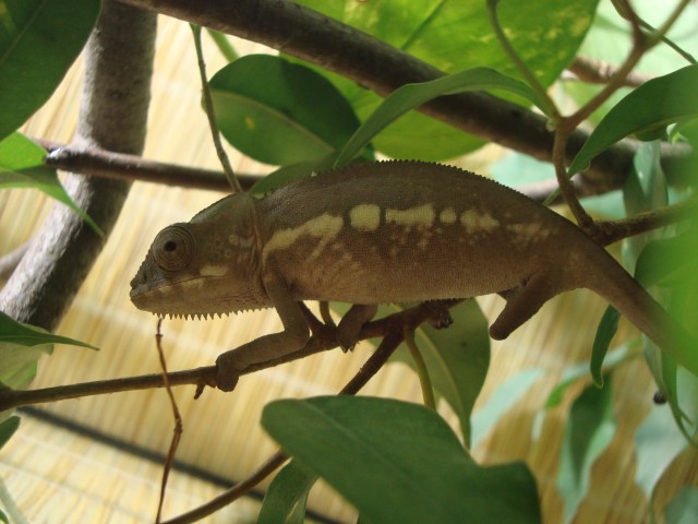 Pantherchamäleons - Furcifer pardalis (ambilobe) Weibchen NZ 07/10 - Chamaeleon - Hagenbach