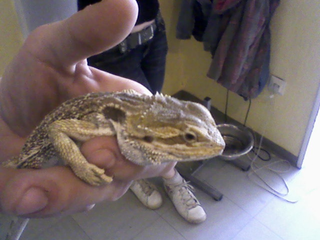 Bartagame Yellow Sandfire/Pastel MIX - Bartagame - Münster