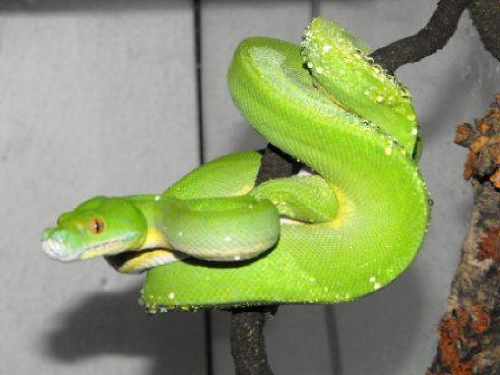 1.0. Morelia viridis - Schlangen - Dortmund