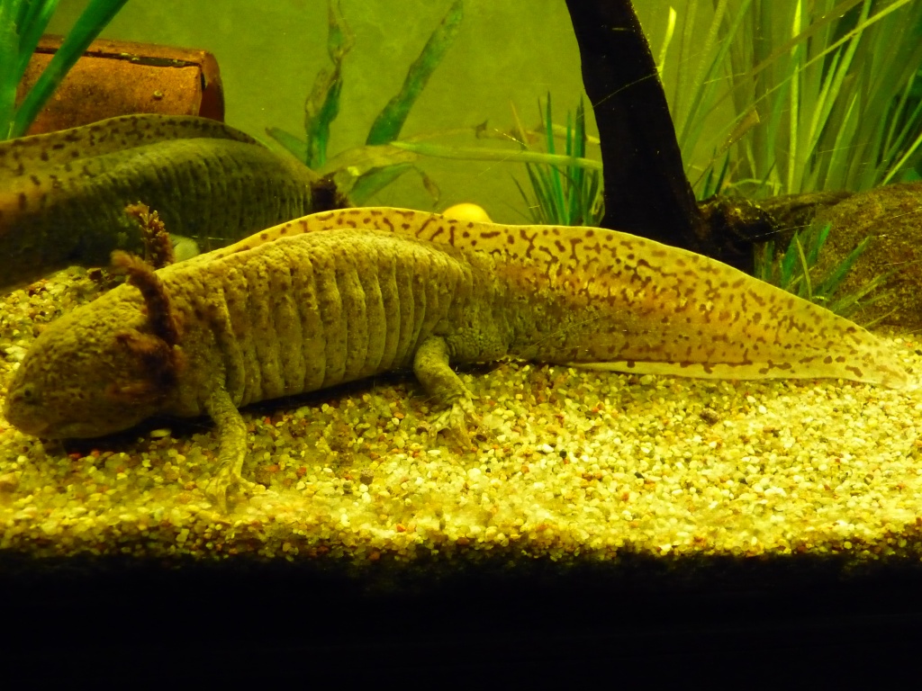 Axolotlmännchen - Sonstige Reptilien - Delmenhorst