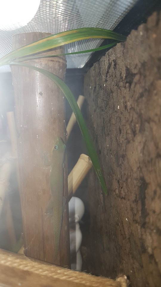 Phelsuma Laticauda / Goldstaubtaggeckos - Gecko - Bremen