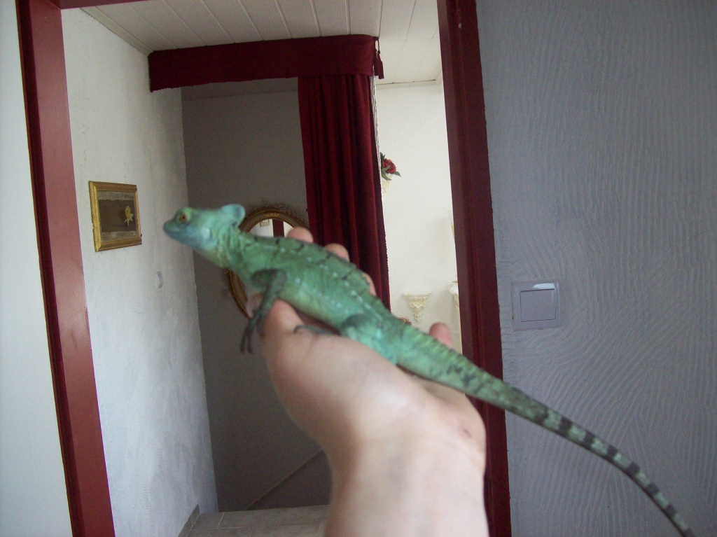Männlichen Stirnlappenbasilisken Abzuegeben 40,00€ - Basilisk - Osnabrück
