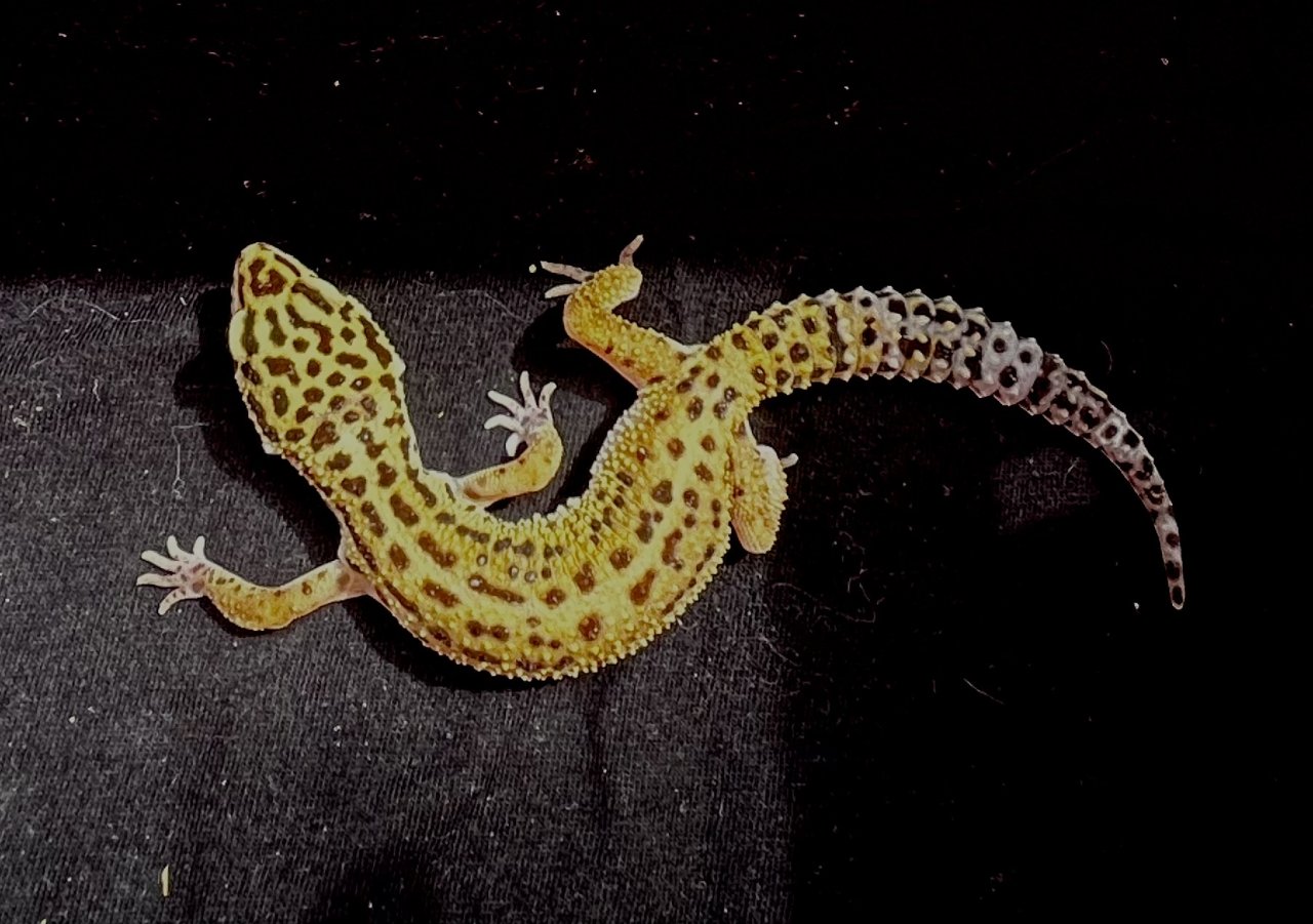 Leopardgekos weiblich aus 2022 - Gecko - Hildrizhausen