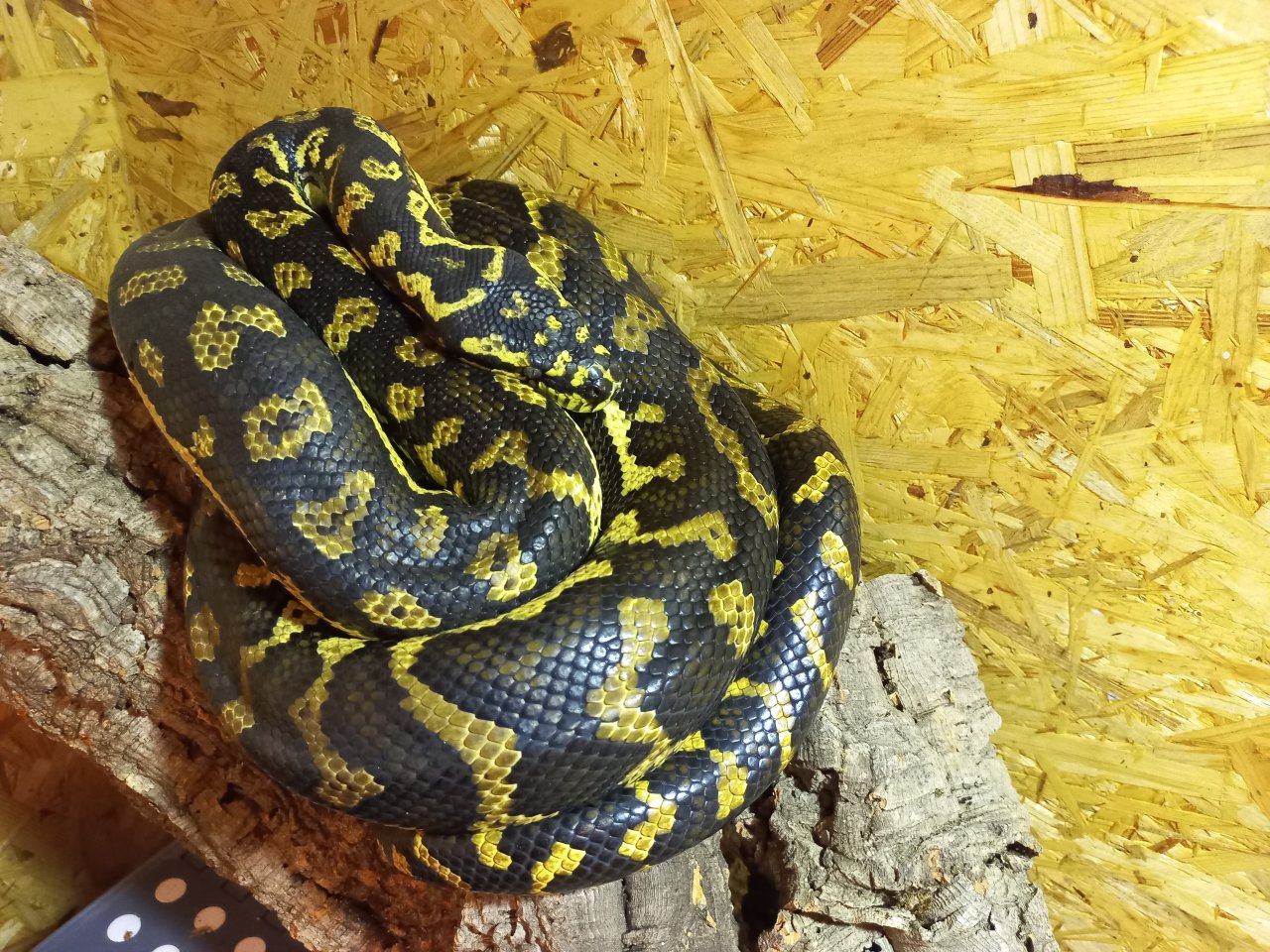 1.0 Teppichpython (Morelia Spilota) NZ 16, Diamond Jungle Jaguar - Schlangen - Tulln an der Donau