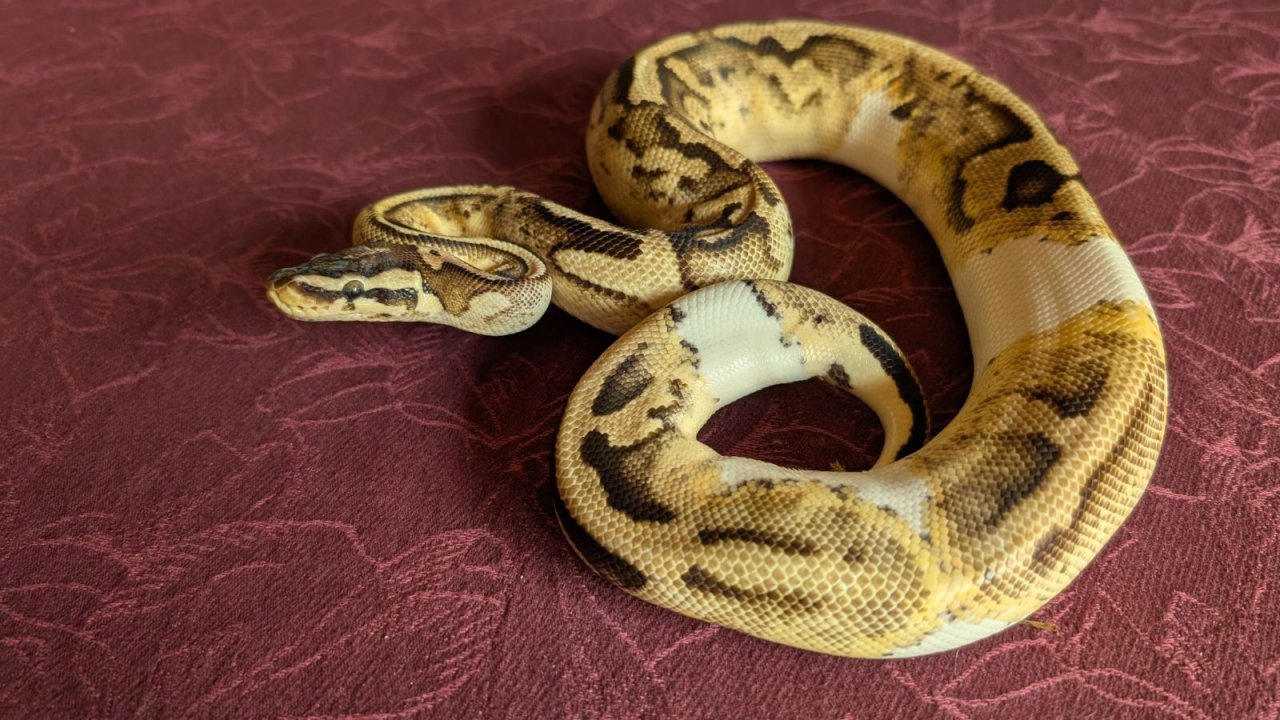 Königspython Männchen Piebald - Schlangen - Gifhorn