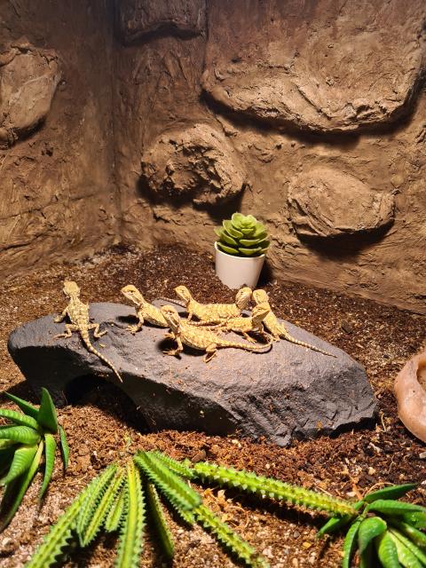 Verkaufe zwergbartagamen Pogona henrylawsoni  - Bartagame Zwergbartagame - Chemnitz