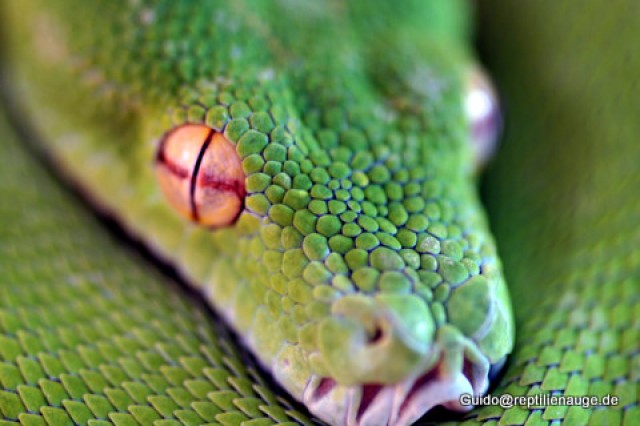Morelia viridis 1.0 (Grüner Baumpython) - Schlangen Python - Regensburg