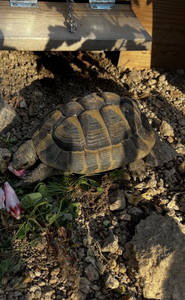 Griechische Landschildkröte männlich - Schildkroeten - Hornberg