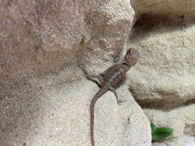 Rote Farb Bartagame Jungtiere  - Bartagame Farbbartagame - Kleve
