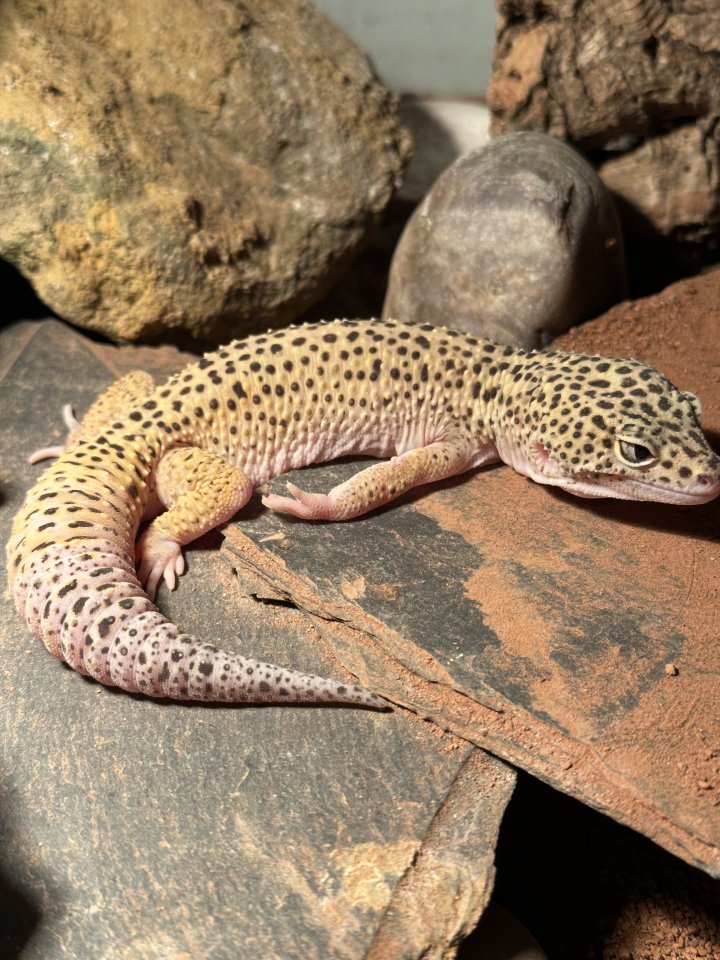 Leopardgecko-Männchen - Gecko - Frankfurt am Main