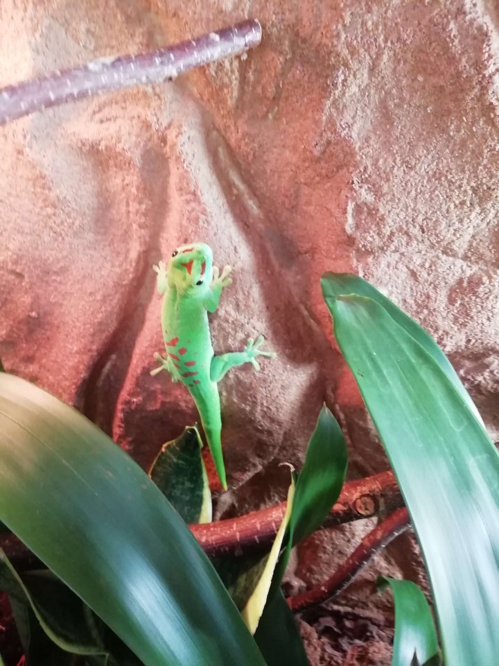 Madagaskar Taggecko / Phelsuma grandis - Gecko - Salzburg