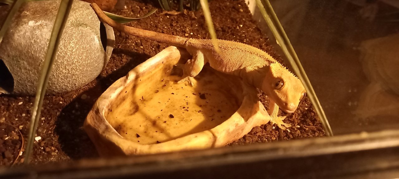 Kronengecko und Terrarium - Gecko - Linnich