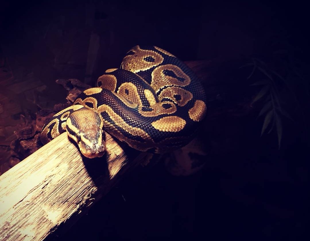 Königspython (Python regius) - Schlangen - Schwerin