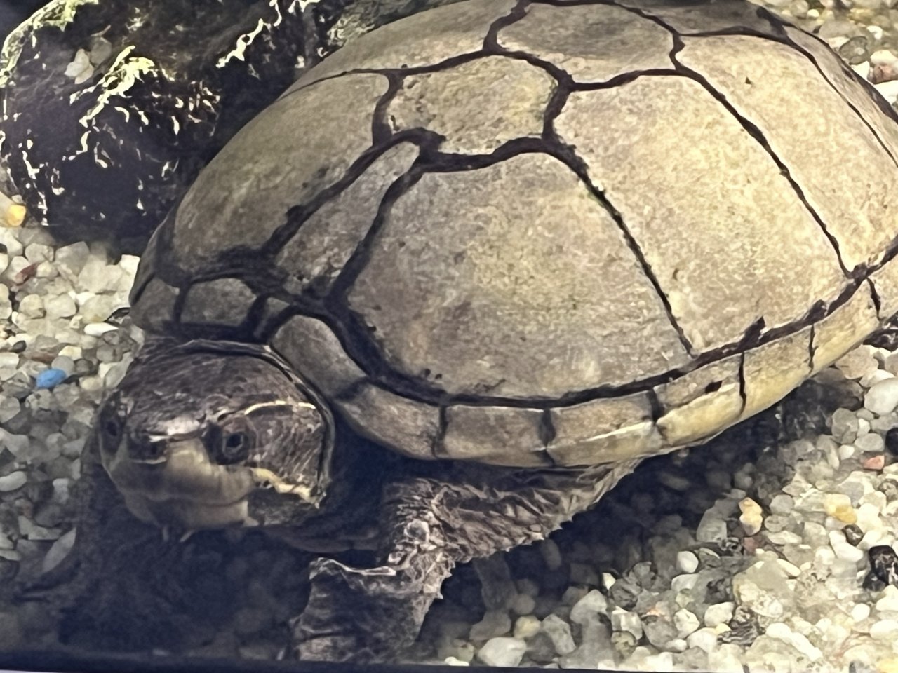 Wasserschildkröte inkl. Aquarium zu verschenken - Schildkroeten - Prisdorf