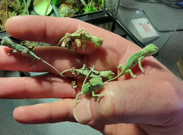 Jemenchamäleon Chamaeleo calyptratus - Chamaeleon - Eigentümer