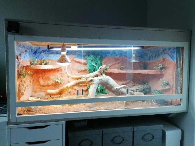 Bartagame incl. Terrarium und Erstausstattung - Bartagame Farbbartagame - Elmshorn