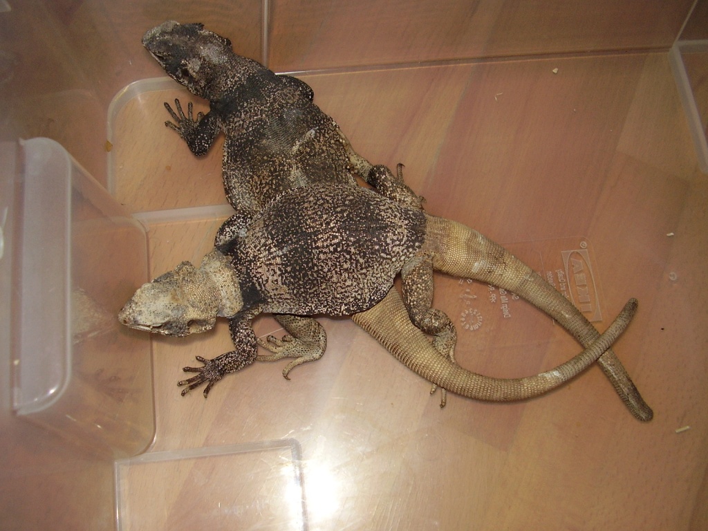 2.0 Chuckwalla (Sauromalus obesus) - Leguan - Sachsenheim