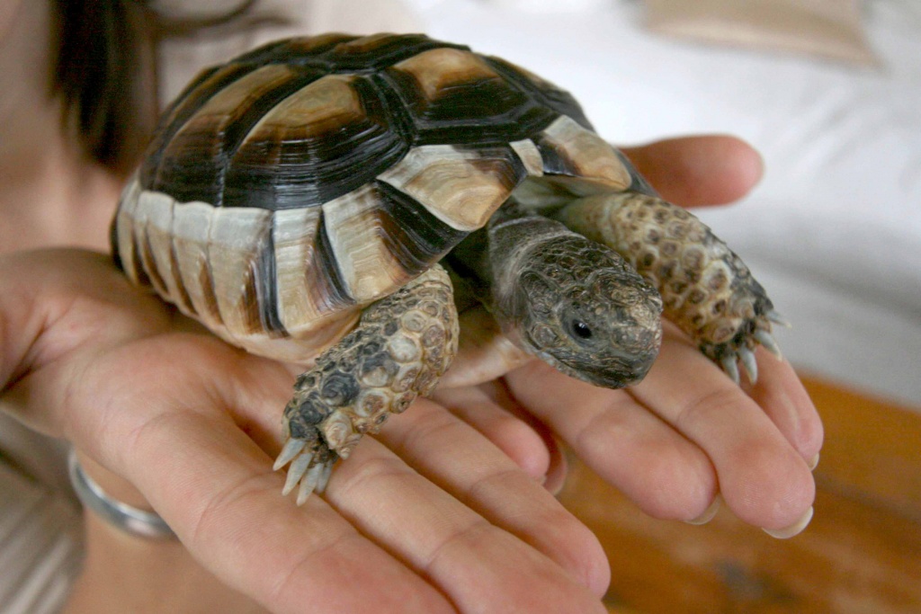 Testudo Marginata weibchen, 6 Jahre alt, zum verkaufen - Schildkroeten - Euskirchen