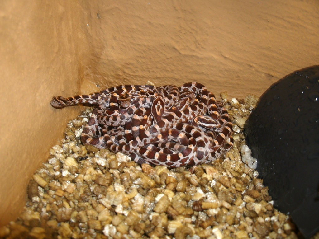 Verkaufe 13 Kornnatterbabys NZ 27./28.07.2021 - Schlangen - Leipzig
