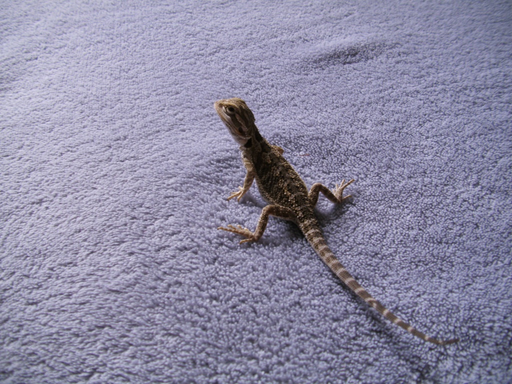 Junge futterfeste Farbbartagamen - Bartagame - Erfurt