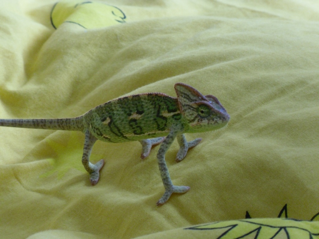 Jemenchamäleon sucht neues zuhause - Chamaeleon - Köln