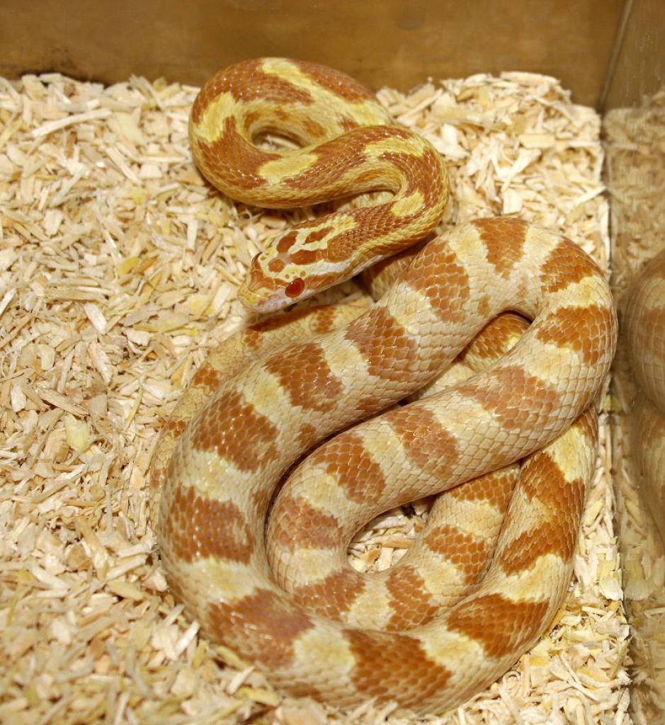 Kornnatter Nachzucht Butter het. Bloodred - Schlangen - Berlin