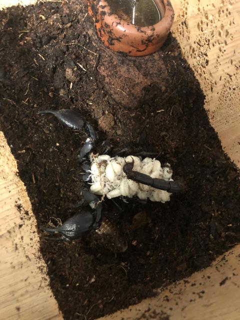 Skorpion heterometrus laoticus  - Sonstige Reptilien - Kamen