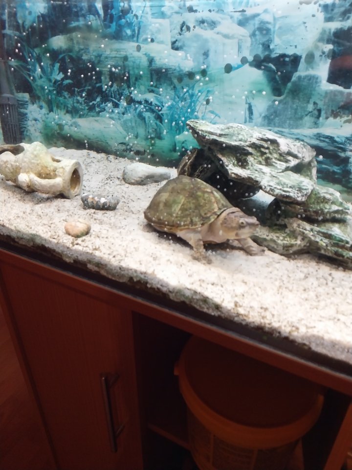 Dachmoschussschildkröte und Zubehör - Schildkroeten - Ribbesbüttel 