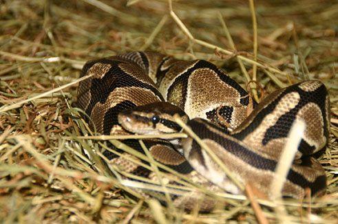 Königspython + Terrarium 150x60x70 inkl. Technik - Schlangen Python - Sittensen