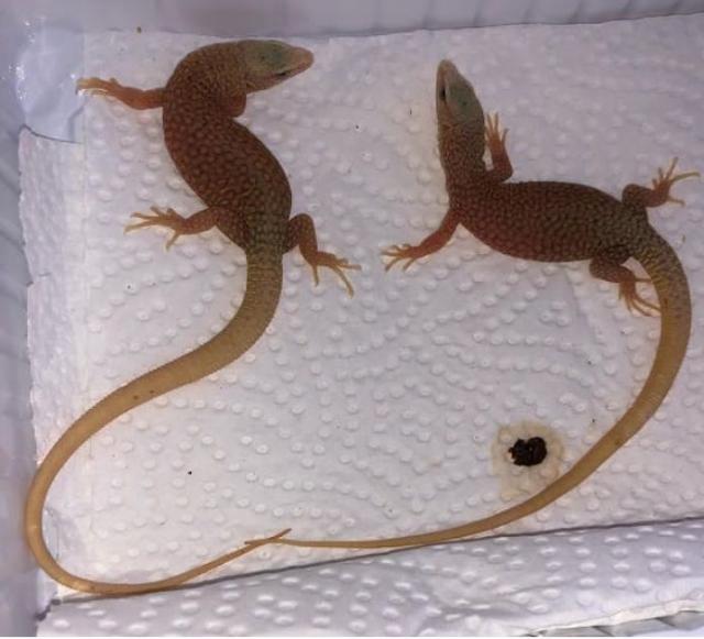 VARANUS KINGORUM BABYS ZU VERKAUFEN!!! - Echsen - 53111 