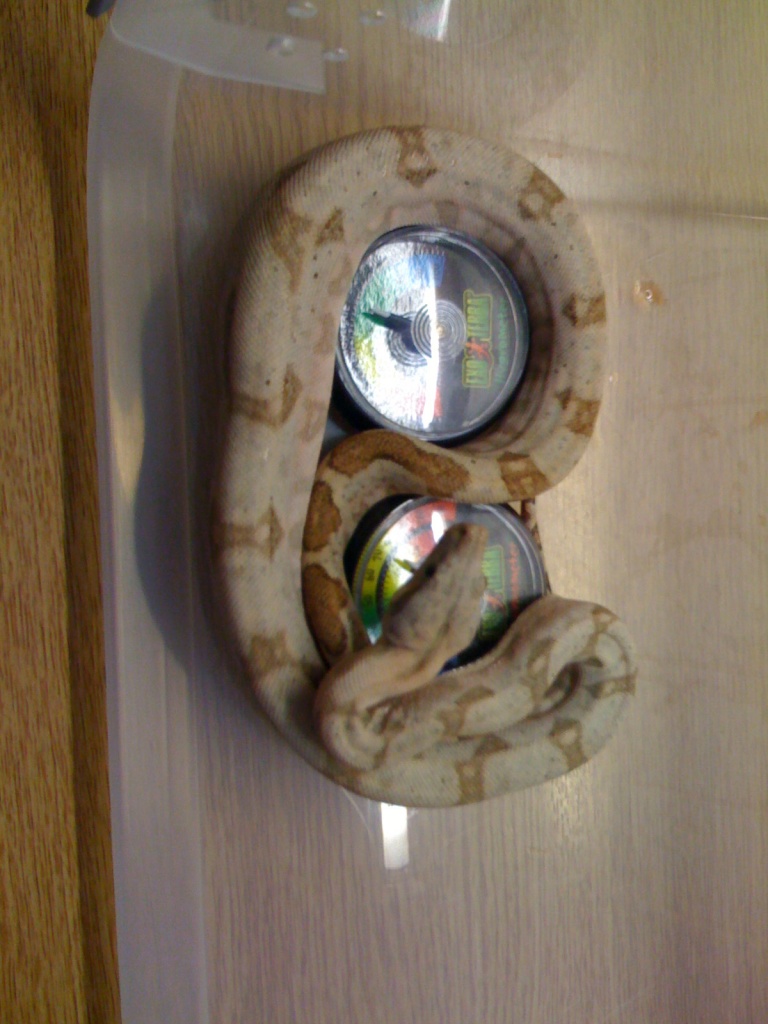 1.1 Boa C. Imperator - Schlangen - Steinbach am Wald