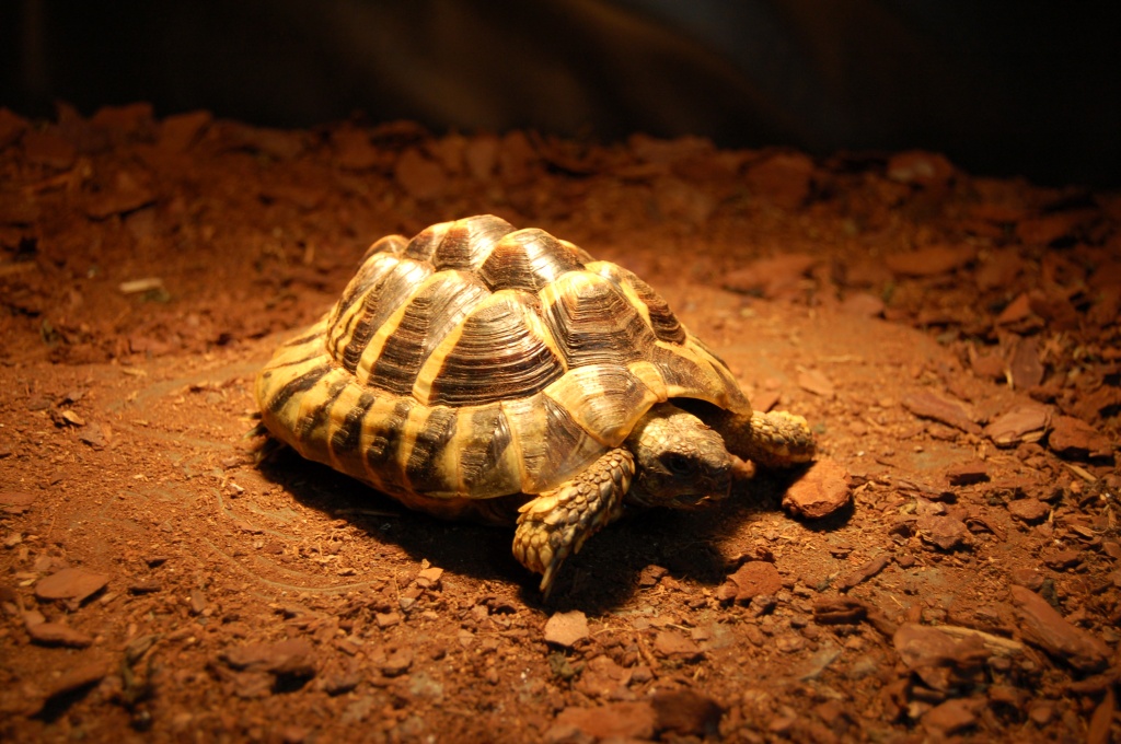 Griechische Landschildkröte 6 Jahre (männlich) - Schildkroeten - Offenau