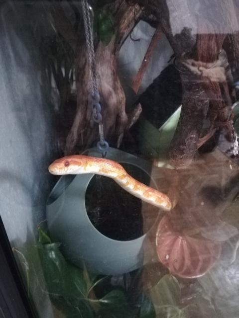 Kornnatter männlich - Schlangen Natter - Wedemark 