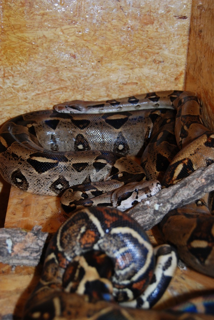 Boa Constrictor Imperator Pärchen von 2021 - Schlangen - Offenbach am Main