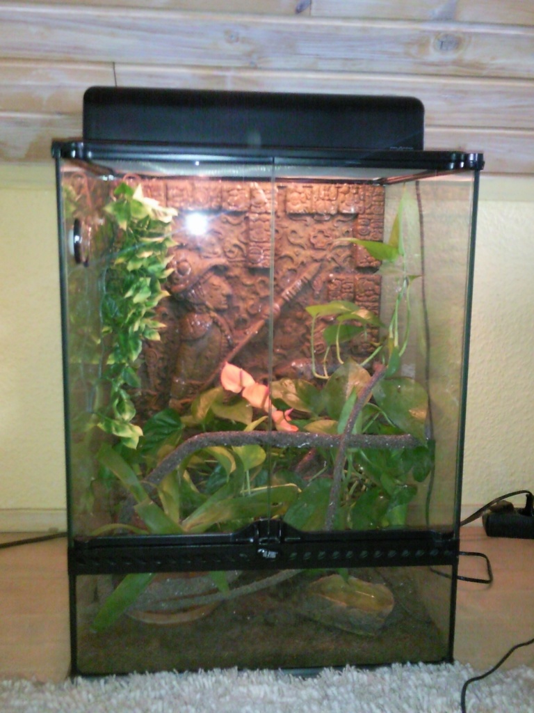 Verkaufe Terrarium mit Anolis - Anolis - Magdeburg