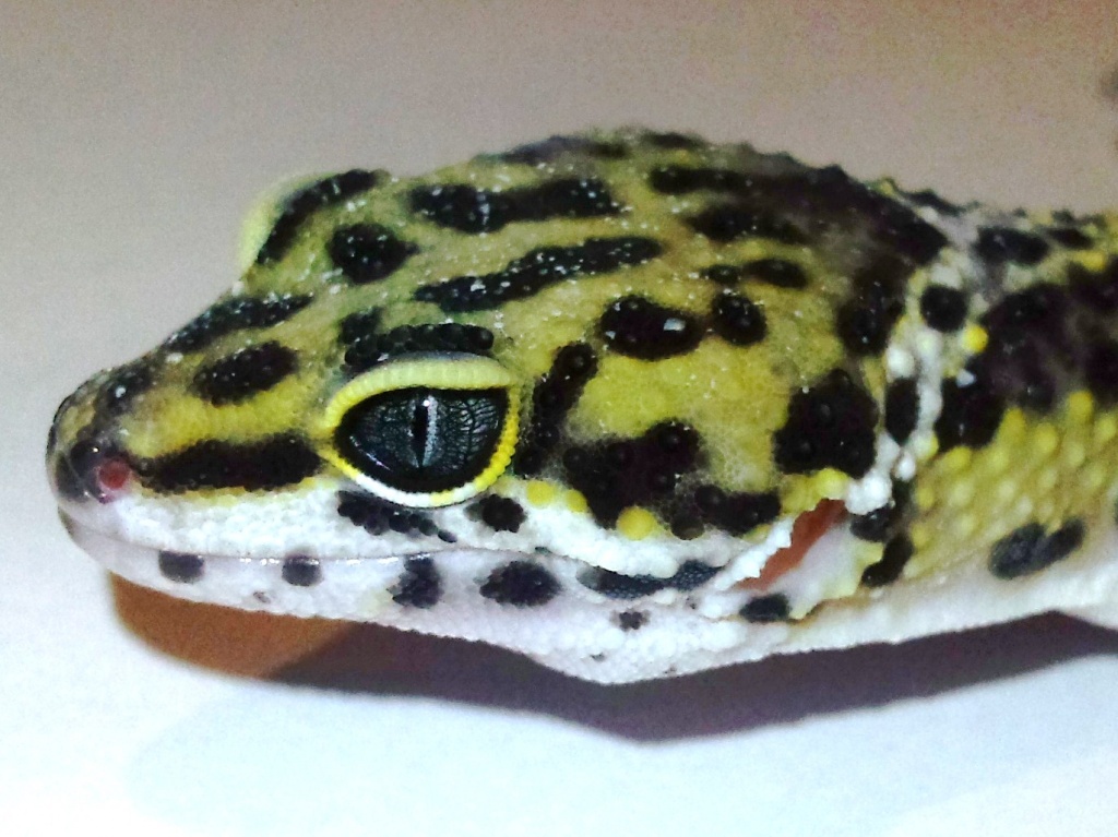 Schöne Leopardgeckos in Raum Frankfurt abzugeben. - Echsen - Frankfurt am Main