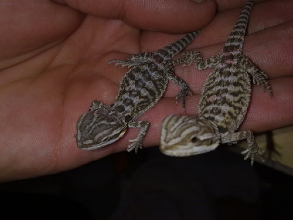 Bartagamen babys - Echsen - Chemnitz