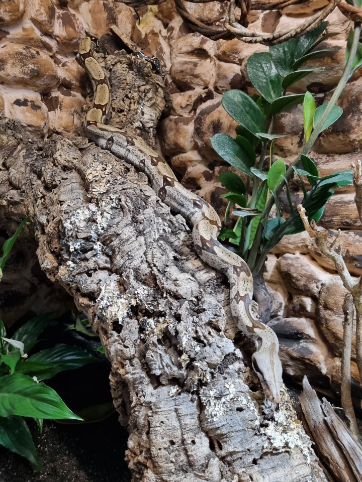 0.1 Boa Constrictor Constrictor Guyana - Schlangen - Bremen