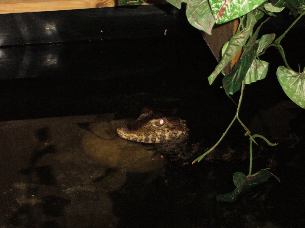 Paleosuchus palpebrosus zu verkaufen - Kaiman - Solingen