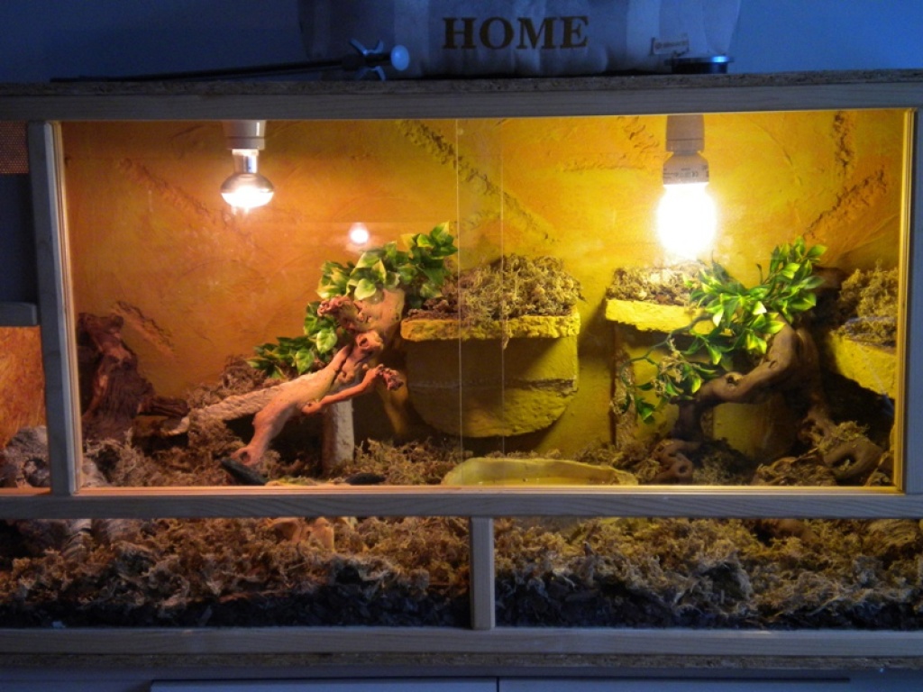 2 Boa Imperatoren mit Terrarium - Warane - Unna