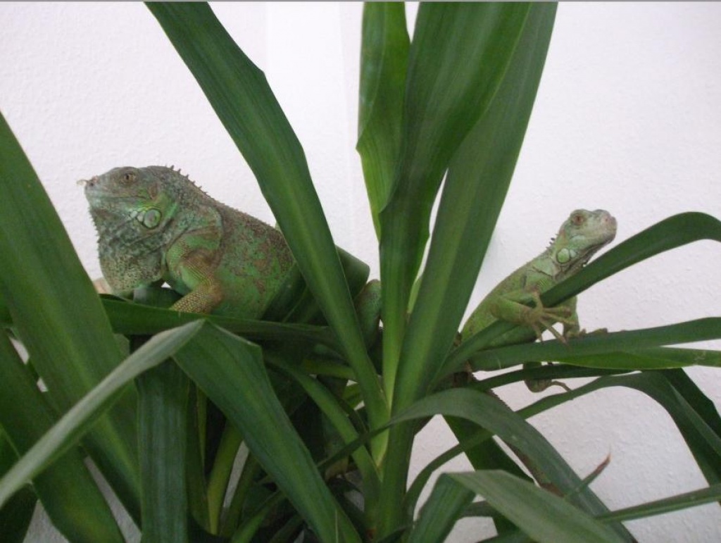 Zwei Leguane abzugeben, Päärchen - Leguan - Klanxbüll